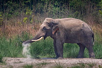 Asian elephant (Elephas maximus indicus) male, picking up grass with trunk, Bardia National Park, Terai, Nepal.