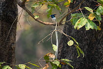 Asian / Indian paradise flycatcher (Terpsiphone paradisi) perched on branch, Bardia National Park, Terai, Nepal.