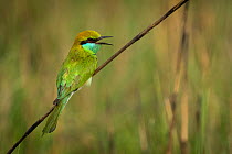 Green bee-eater (Merops orientalis) calling, portrait,  Bardia National Park, Terai, Nepal.