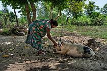 Rupani Tharu with domestic pig. Rupani lost her mother to a rhino attack. She lives on the edge of the Khata Corridor.Since the death of her mother ten years ago, the problems with wild animals have i...
