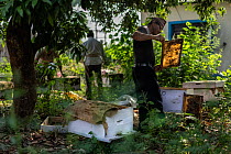 Local beekeeper Nirajan Kshetria checking bee hives. This honey business supports children, who have been negatively affected by wildlife conflict, through scholarships which help pay for school fees,...