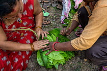 Two local women tying up a bundle of Sal leaves collected from the forest. The leaves will be used for bowls. Each villager is allowed to take an allotment of resources from the forest each weekend, d...