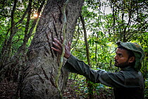 A walking safari guide examining huge Bengal tiger (Panthera tigris tigris) claw marks on a tree trunk that is used as a tiger scratch post, Bardia National Park, Terai, Nepal.