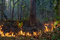 A small forest fire, controlled burns are used to keep the forest healthy although this particular burn was thought to be sparked by accident, Bardia National Park, Terai, Nepal.