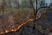 A small forest fire -  controlled burns are used to keep the forest healthy although this particular burn was thought to be sparked by accident, Bardia National Park, Terai, Nepal.