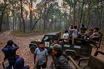 Group of tourists with guides in jeeps on a forest track, waiting to hear animal alarm calls, which will indicate the presence of a predator (tiger), Bardia National Park, Terai, Nepal.     Terai