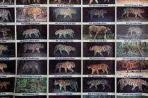 Poster of images of Bengal tigers (Panthera tigris tigris) documented in a camera trap study in Bardia National Park, Terai, Nepal.