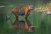 Bengal tiger (Panthera tigris tigris) standing in river, snarling, Bardia National Park, Terai, Nepal. Endangered.