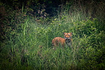 Bengal tiger (Panthera tigris tigris) standing in dense foliage, Bardia National Park, Terai, Nepal. Endangered.