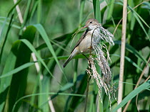 Reed warbler (Acrocephalus scirpaceus) perched with beakful of Common reed (Phragmites australis) flowers to line nest with, Gloucestershire, UK, June.