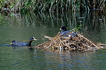 Coot (Fulica atra) swimming to its nest with beakful of nest material as its mate incubates eggs, Gloucestershire, UK, June.