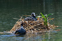 Coot (Fulica atra) swimming to its nest with beakful of nest material as its mate incubates eggs, Gloucestershire, UK, June.