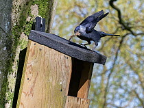 Jackdaw (Corvus monedula) landing on nest box with beakful of animal hair to line nest with, Wiltshire, UK, March.
