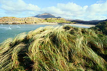 Windblown Marram grass (Ammophila arenaria) on coast of Connemara, Galway, Ireland. February.