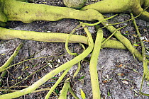 Exposed roots of Holm oak (Quercus ilex), brightly coloured green from a kind of powdery mildew of alga, growing by coast, Scilly Isles, UK. May.