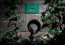 Eurasian hedgehog (Erinaceus europaeus) emerging from hole drilled into wall dividing urban gardens, part of initiative to create 'Hedgehog Highways' to increase accessibility of urban gardens to hedg...