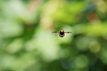 Great pied hoverfly (Volucella pellucens) hovering to defend patch of sunlight on urban footpath, Bristol, UK. June.