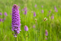 Orchid flowering spikes, probably Common Spotted Orchid (Dactylorhiza fuchsii) in Culm grassland, Devon, UK. May.