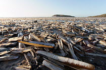 Mass of Razor Clams (Ensis spp.) on sandy beach at low tide after violent Storm Eunice (14 Feb. 2022) along with other shellfish, Gower Peninsula, Wales, UK. February.