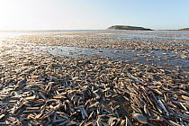 Mass of Razor Clams (Ensis spp.) carpeting sandy beach at low tide after violent  Storm Eunice (14 Feb. 2022) along with other shellfish, Gower Peninsula, Wales, UK. February.
