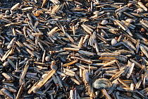 Razor clams (Ensis spp.) and other shellfish washed up on sandy beach after violent  Storm Eunice (14 Feb. 2022), Gower Peninsula, Wales, UK. February.