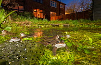 Common frogs (Rana temporaria) spawning in urban garden pond. Manchester, UK. March.