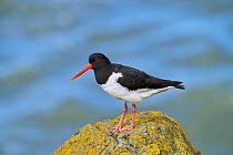 Oystercatcher (Haematopus ostralegus) perched on lichen-covered rock, Portpatrick harbour, Dumfries and Galloway, Scotland. June.