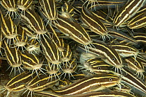 Shoal of Striped eel catfish (Plotosus lineatus) which have venomous spine in front of pectoral fin, Philippines, South China Sea.