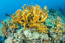 Net fire coral (Millepora dichotoma), hydrocorals, among coral reef, Yap, Micronesia. Pacific Ocean.