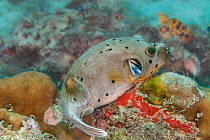 Blackspotted puffer (Arothron nigropunctatus) getting its gills meticulously inspected by Common cleaner wrasse (Labroides dimidiatus), Malaysia, Pacific Ocean.