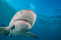 Lemon shark (Negaprion brevirostris) swimming with Remoras (Echeneidae), West End, Grand Bahamas, Atlantic Ocean.