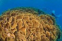 Substantial colony of Lettuce coral (Turbinaria sp.) forming large section of reef in shallow waters, using as much sunlight as possible and maximizing polyp growth. Diver and fish visible in backgrou...