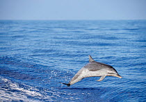 Pantropical spotted dolphin (Stenella attenuata) leaping out of open ocean off Big Island, Hawaii, Pacific Ocean.