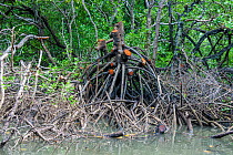 View of mangrove trees cut with chainsaw off island of Yap, Micronesia.