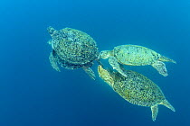 Green sea turtle (Chelonia mydas), male, mating with female. Two pursuing males biting at his fins in attempt to persuade him to relinquish his position. Sipadan Island, Malaysia, Celebes sea, Pacific...