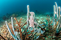 Commerson's frogfish (Antennarius commerson) perched on tube sponge, Philippines, Pacific Ocean.