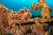 Commerson's frogfish (Antennarius commerson), well camouflaged, perched at bow of shipwreck of Alma Jane off Puerto Galera, Mindoro, Philippines, South China Sea, Pacific Ocean.
