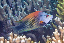 Sling-jaw wrasse (Epibulus insidiator), terminal male phase, swimming through coral, Yap, Micronesia, Pacific Ocean.