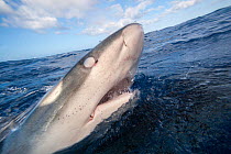 Galapagos shark (Carcharhinus galapagensis), listed as potentially dangerous, at sea surface, with nictitating membrane covering its eye, Hawaii, Pacific Ocean.