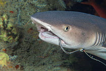 Whitetip reef shark (Triaenodon obesus)  with  fishing hook caught  in its mouth, and  parasite. Hawaii, Pacific Ocean.