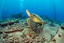 Green sea turtles (Chelonia mydas) photographed by diver with camera over remains of Mala Wharf, Maui, Hawaii, Pacific Ocean.