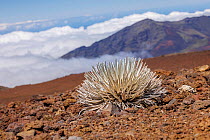 Rare East Maui silversword (Argyroxiphium sandwicense macrocephalum) growing at 10,000 feet summit of Haleakala, dormant volcano in Haleakala National Park, Maui, Hawaii.