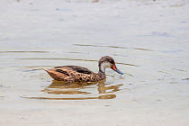 Galapagos white-cheeked pintail (Anas bahamensis galapagensis), adult, endemic subspecies only found on Galapagos islands where it is resident year round, in muddy pond on Santa Cruz Island, Galapagos...
