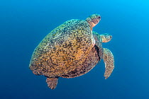 Green sea turtle (Chelonia mydas) pair mating, with female who tows clinging male through ocean and to the surface to breathe, Sipadan Island, Malaysia, Celebes Sea, Pacific Ocean.