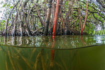 Split view of mangrove trees off island of Yap, Micronesia.