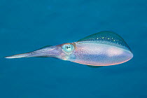 Caribbean reef squid (Sepioteuthis sepioidea) swimming in shallow  water, Caribbean, Caribbean sea.