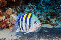 Indo-Pacific sergeant fish (Abudefduf vaigiensis), male, tending to dark purple egg mass deposited underneath him, Hawaii, Pacific Ocean.