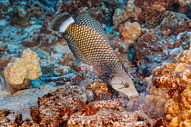 Rockmover wrasse (Novaculichthys taeniourus) moving chunk of rubble with its mouth to uncover possible prey underneath, Hawaii, Pacific Ocean.