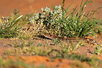 Strap-snouted brown snake (Pseudonaja aspidorhyncha) on ground.? William Creek Road, South Australia, Australia.