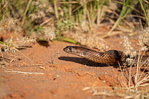 Strap-snouted brown snake (Pseudonaja aspidorhyncha) on ground. William Creek Road, South Australia, Australia.